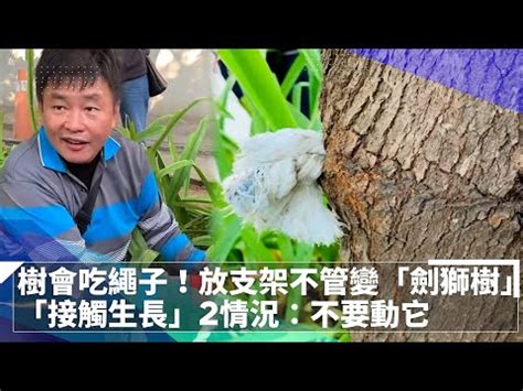 劍獅會放置在哪些地方|劍獅